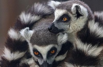 马赛克搭配照片级画质 《我的世界》MOD视频欣赏